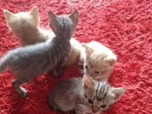 Gato raça SRD-ViraLata idade 2 a 6 meses nome sem nome ainda