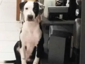 Cachorro raça Pit-Bull idade 2 a 6 meses nome Zezinho 