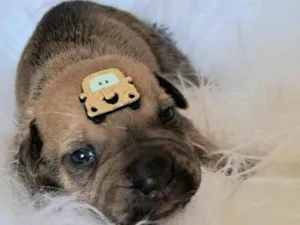 Cachorro raça SRD-ViraLata idade 2 a 6 meses nome Bentley