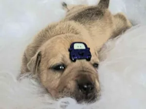 Cachorro raça SRD-ViraLata idade Abaixo de 2 meses nome Mustang