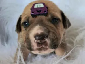 Cachorro raça SRD-ViraLata idade 2 a 6 meses nome Jaguar