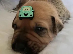 Cachorro raça SRD-ViraLata idade 2 a 6 meses nome Porsche