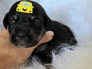 Cachorro raça SRD-ViraLata idade 2 a 6 meses nome Mini Cooper