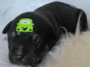 Cachorro raça SRD-ViraLata idade 2 a 6 meses nome Ferrari