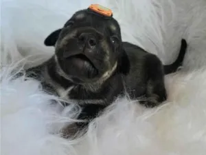 Cachorro raça SRD-ViraLata idade Abaixo de 2 meses nome Alga