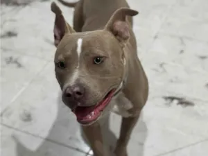Cachorro raça Pit-Bull idade 1 ano nome Saory