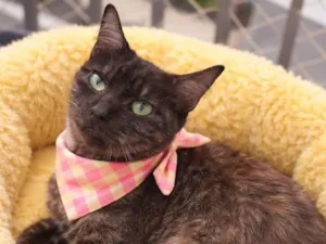 Gato raça SRD-ViraLata idade 1 ano nome Maria Esmeralda 