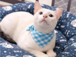 Gato raça SRD-ViraLata idade 7 a 11 meses nome Romeu 