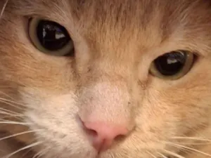 Gato raça SRD-ViraLata idade 7 a 11 meses nome Amarelinho