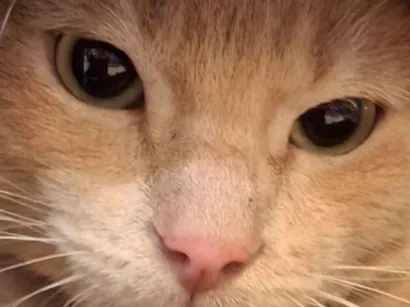 Gato raça SRD-ViraLata idade 7 a 11 meses nome Amarelinho