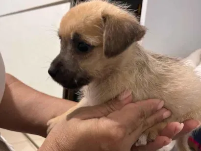 Cachorro raça SRD-ViraLata idade Abaixo de 2 meses nome doação filhotes 