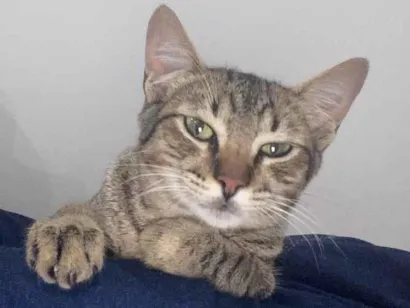 Gato raça SRD-ViraLata idade 7 a 11 meses nome Bart