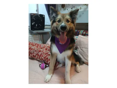 Cachorro raça SRD-ViraLata idade 2 a 6 meses nome Sansão 