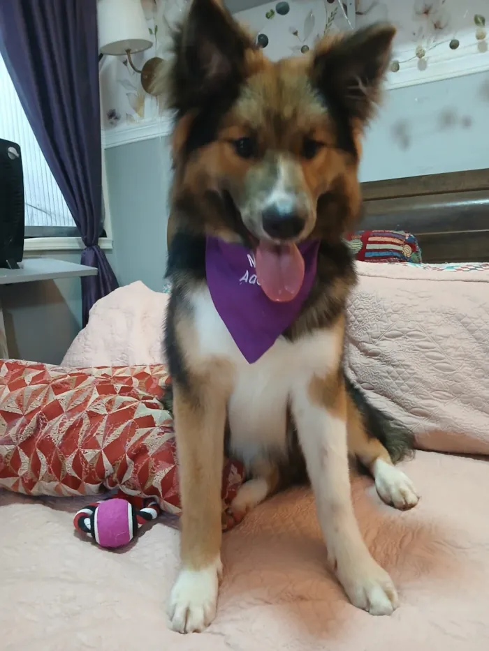 Cachorro raça SRD-ViraLata idade 2 a 6 meses nome Sansão 