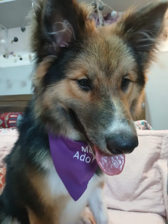 Cachorro raça SRD-ViraLata idade 2 a 6 meses nome Sansão 