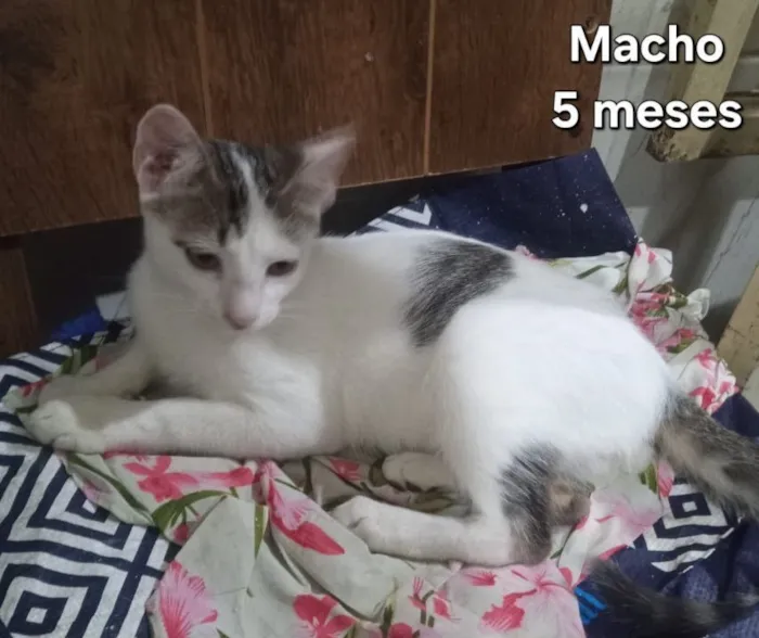 Gato raça SRD-ViraLata idade 2 a 6 meses nome Gatas