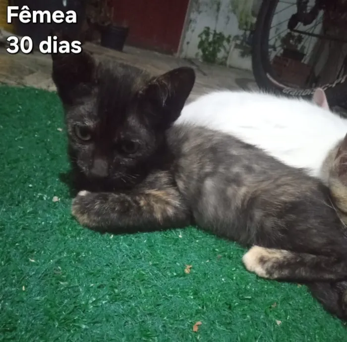 Gato raça SRD-ViraLata idade 2 a 6 meses nome Gatas