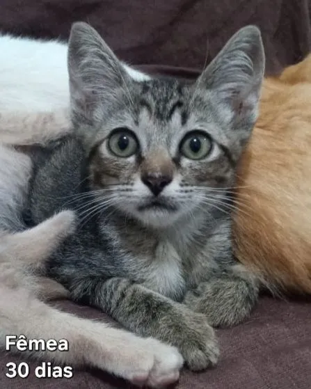 Gato raça SRD-ViraLata idade 2 a 6 meses nome Gatas