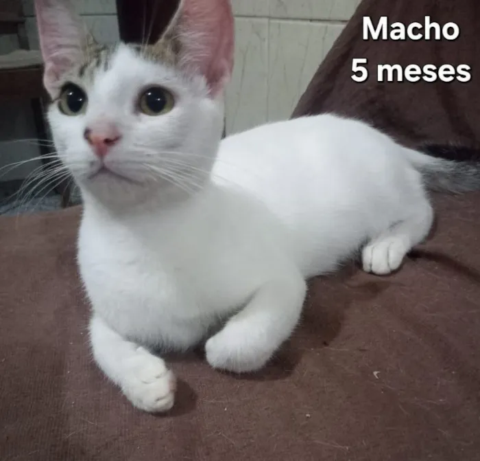 Gato raça SRD-ViraLata idade 2 a 6 meses nome Gatas