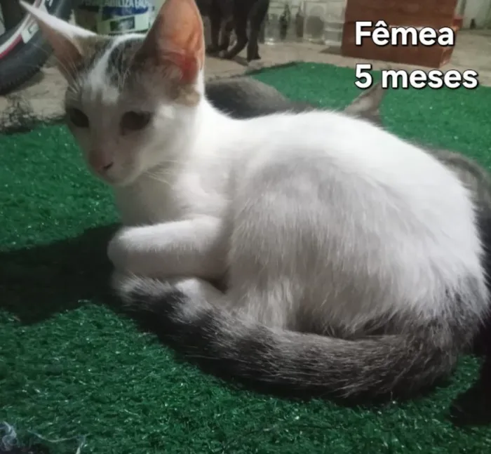 Gato raça SRD-ViraLata idade 2 a 6 meses nome Gatas