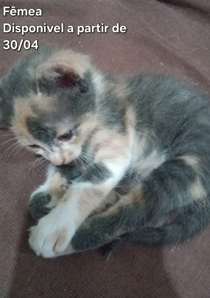 Gato raça SRD-ViraLata idade 2 a 6 meses nome Gatas