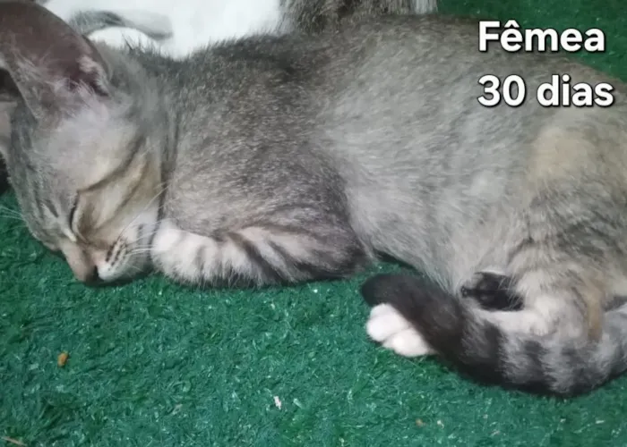 Gato raça SRD-ViraLata idade 2 a 6 meses nome Gatas