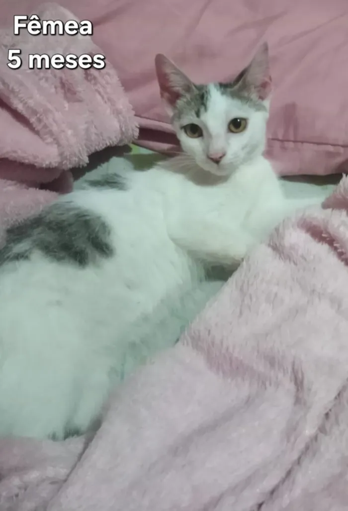 Gato raça SRD-ViraLata idade 2 a 6 meses nome Gatas