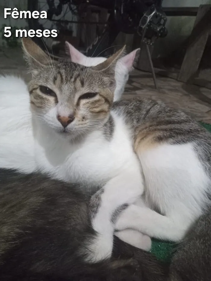 Gato raça SRD-ViraLata idade 2 a 6 meses nome Gatas
