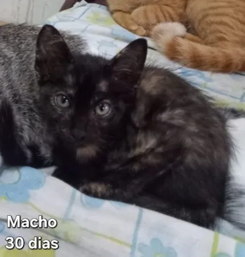 Gato raça SRD-ViraLata idade 2 a 6 meses nome Gatas