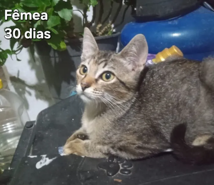 Gato raça SRD-ViraLata idade 2 a 6 meses nome Gatas
