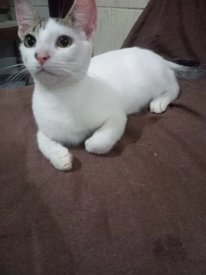 Gato raça SRD-ViraLata idade 2 a 6 meses nome Gatas