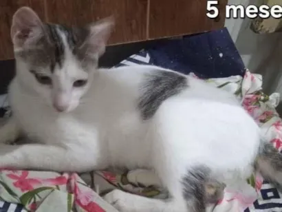 Gato raça SRD-ViraLata idade 2 a 6 meses nome Gatas