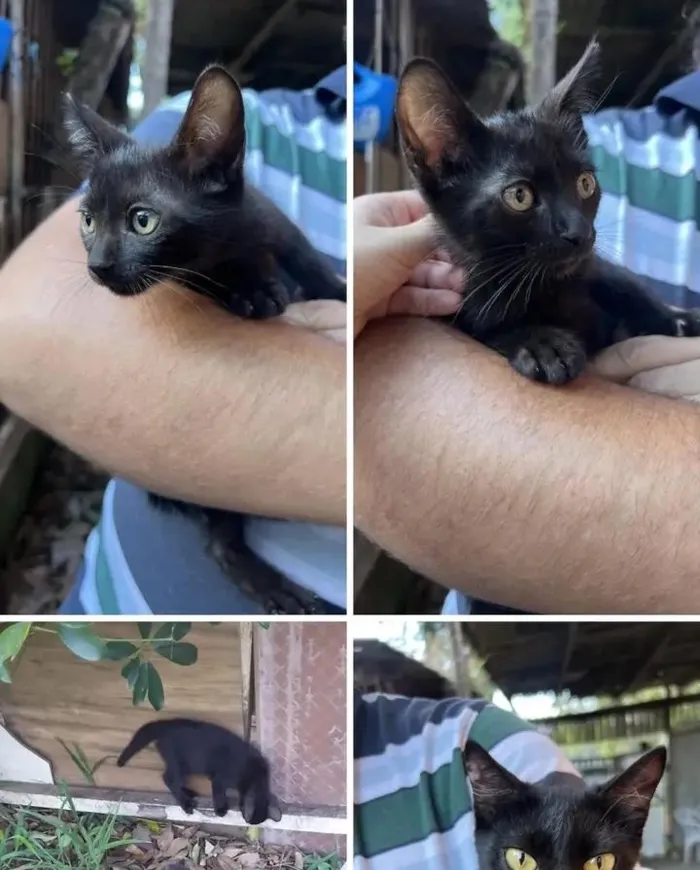 Gato raça SRD-ViraLata idade 2 a 6 meses nome Fred e Frida