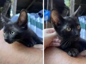 Gato raça SRD-ViraLata idade 2 a 6 meses nome Fred e Frida