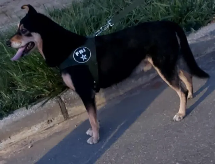 Cachorro raça SRD-ViraLata idade 6 ou mais anos nome Totó