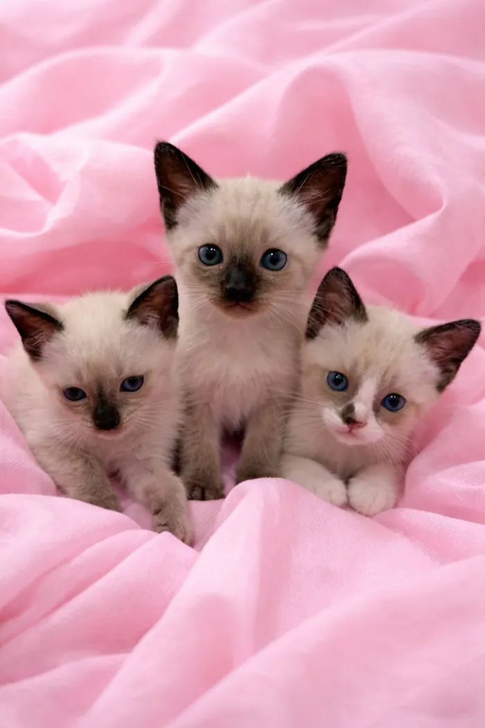 Gato raça SRD-ViraLata idade Abaixo de 2 meses nome Filhotes 