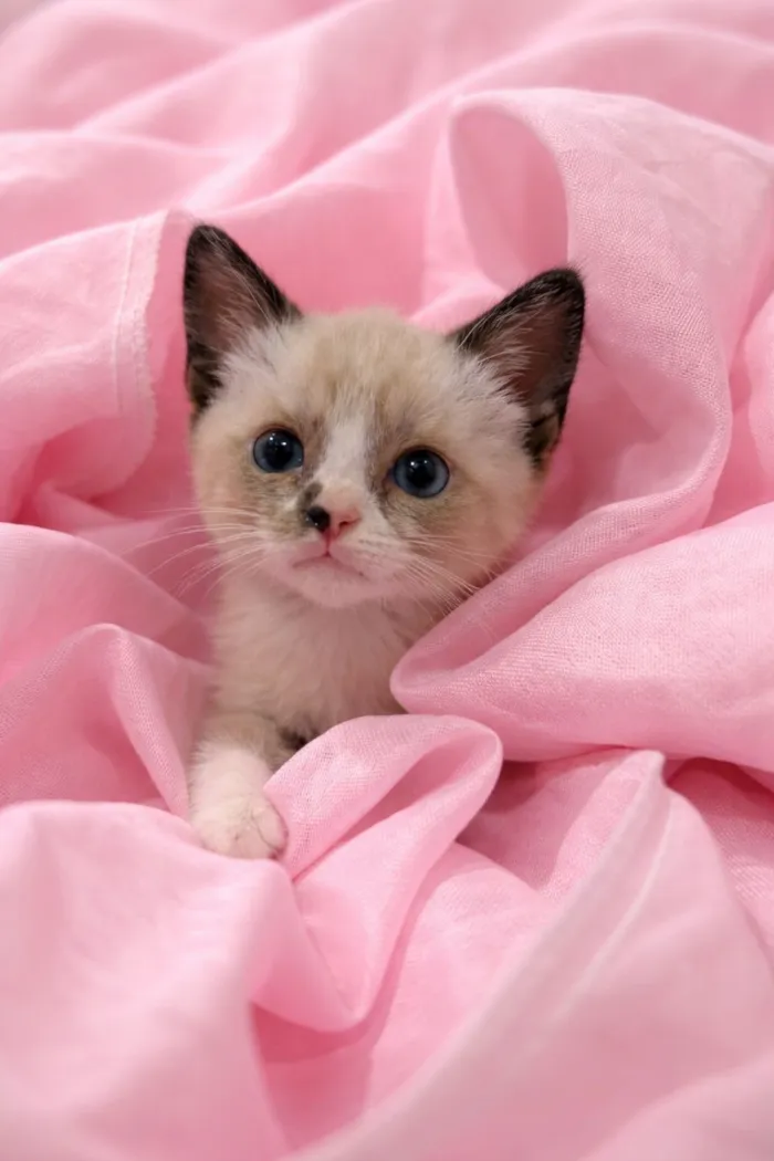 Gato raça SRD-ViraLata idade Abaixo de 2 meses nome Filhotes 