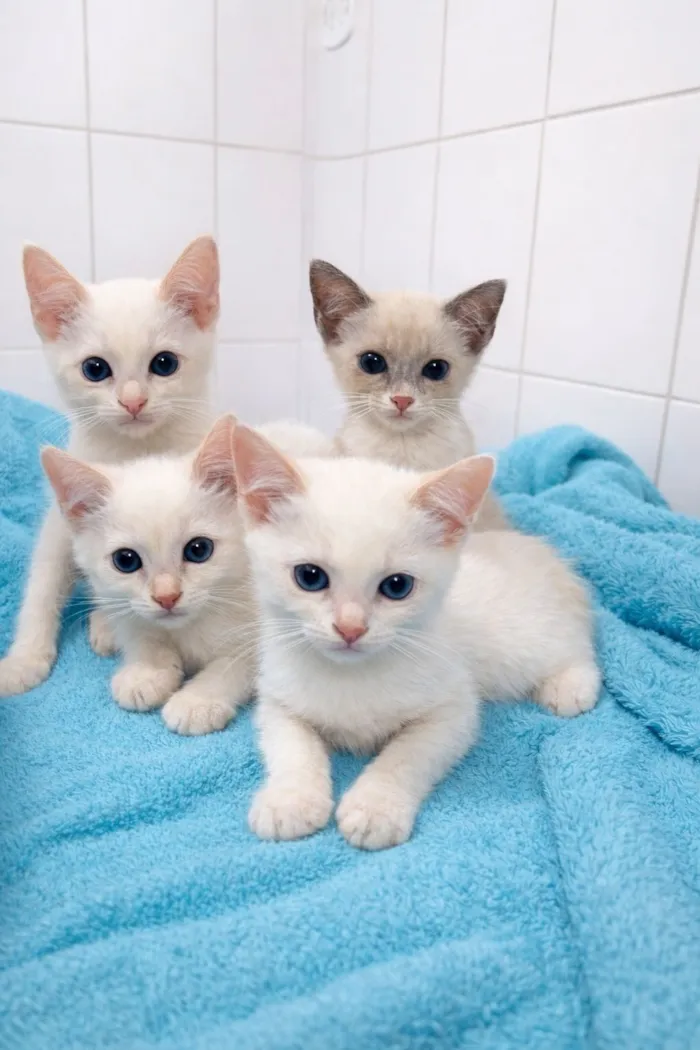 Gato raça SRD-ViraLata idade Abaixo de 2 meses nome Filhotes 