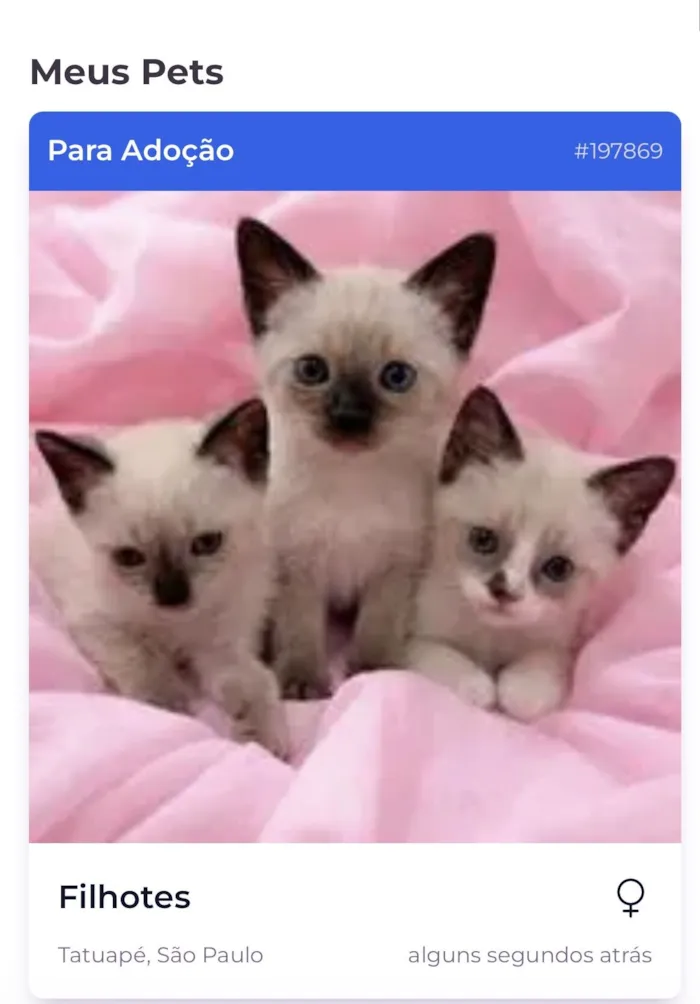 Gato raça SRD-ViraLata idade Abaixo de 2 meses nome Filhotes 