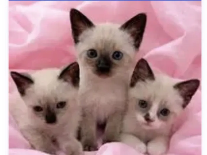 Gato raça SRD-ViraLata idade Abaixo de 2 meses nome Filhotes 