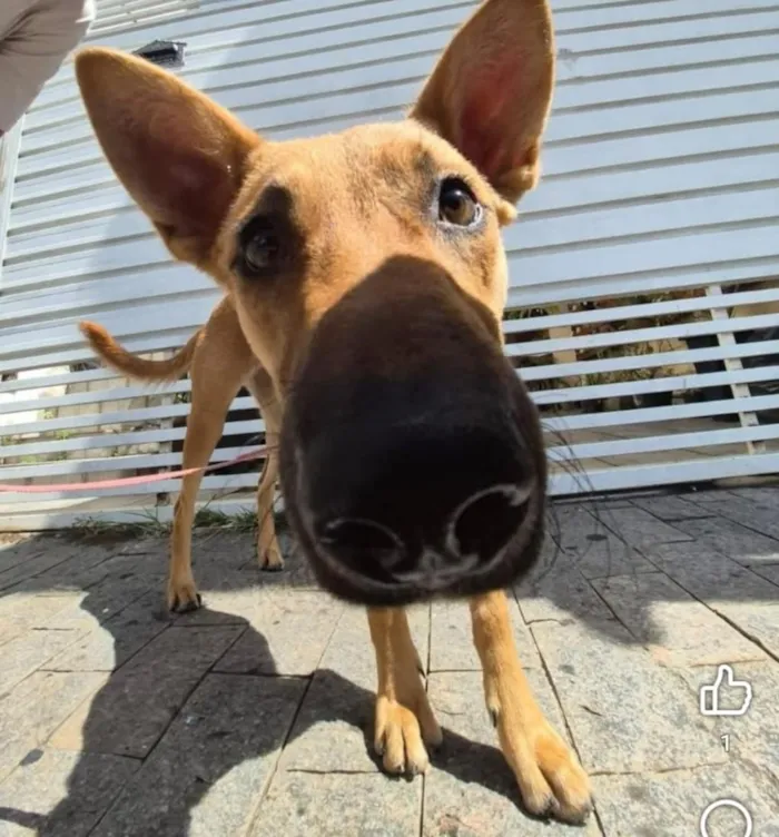 Cachorro raça SRD-ViraLata idade 7 a 11 meses nome Pandora