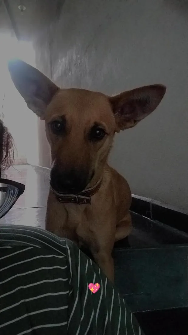Cachorro raça SRD-ViraLata idade 7 a 11 meses nome Pandora