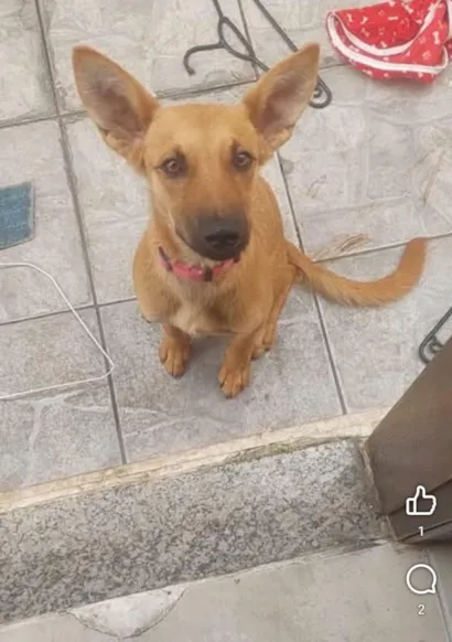 Cachorro raça SRD-ViraLata idade 7 a 11 meses nome Pandora