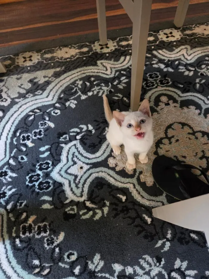 Gato raça SRD-ViraLata idade 2 a 6 meses nome Pipoca 