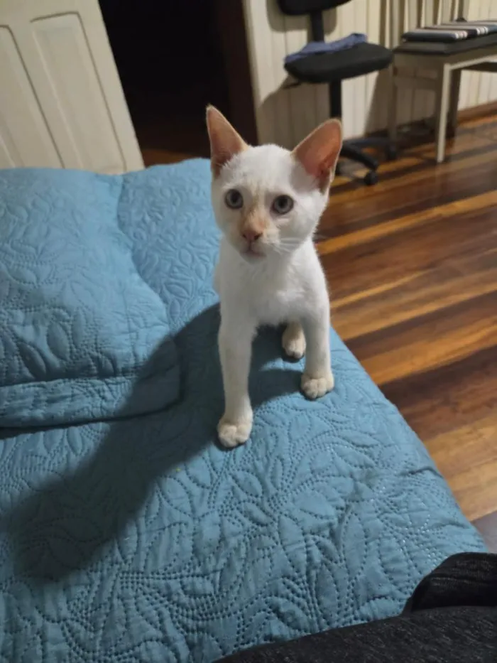 Gato raça SRD-ViraLata idade 2 a 6 meses nome Pipoca 