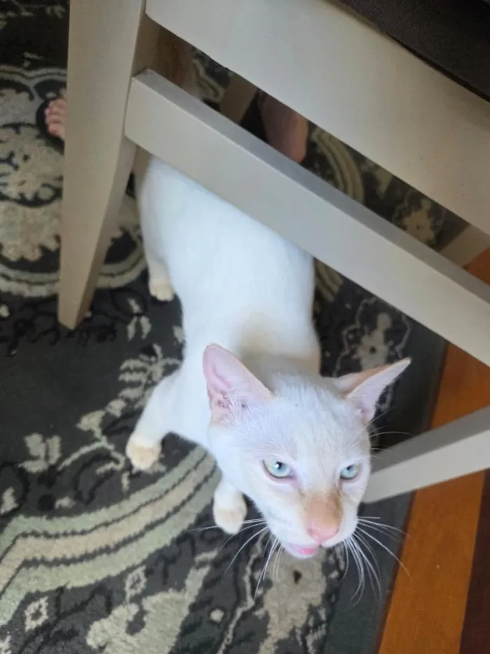 Gato raça SRD-ViraLata idade 2 a 6 meses nome Pipoca 