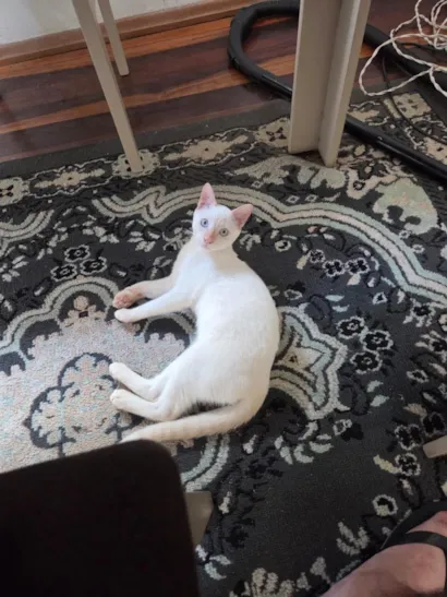 Gato raça SRD-ViraLata idade 2 a 6 meses nome Pipoca 