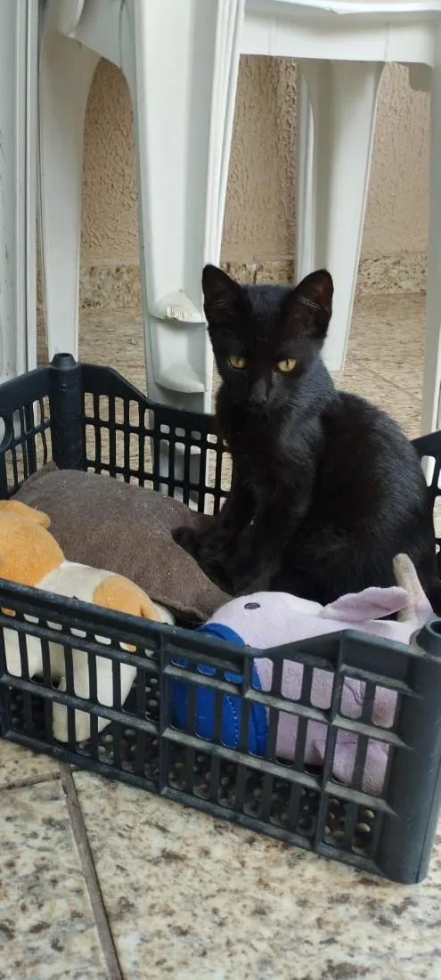 Gato raça SRD-ViraLata idade 2 a 6 meses nome Gabi