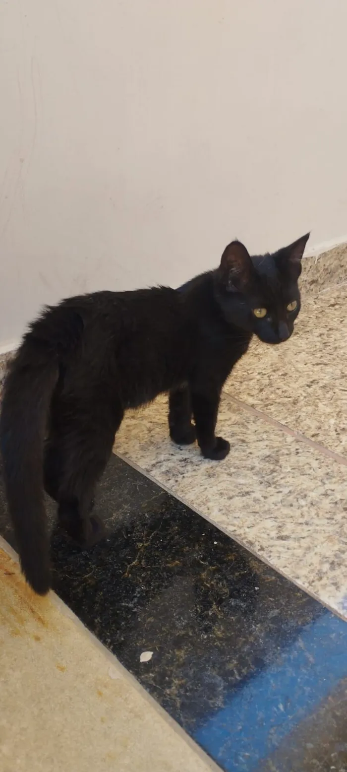 Gato raça SRD-ViraLata idade 2 a 6 meses nome Gabi