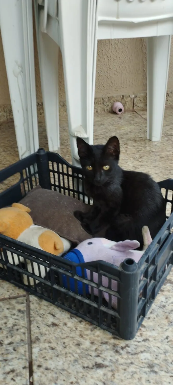 Gato raça SRD-ViraLata idade 2 a 6 meses nome Gabi